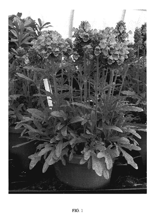 Figure 1 of US plant patent PP19609, the photograph of Summer Daze printed in the patent.
