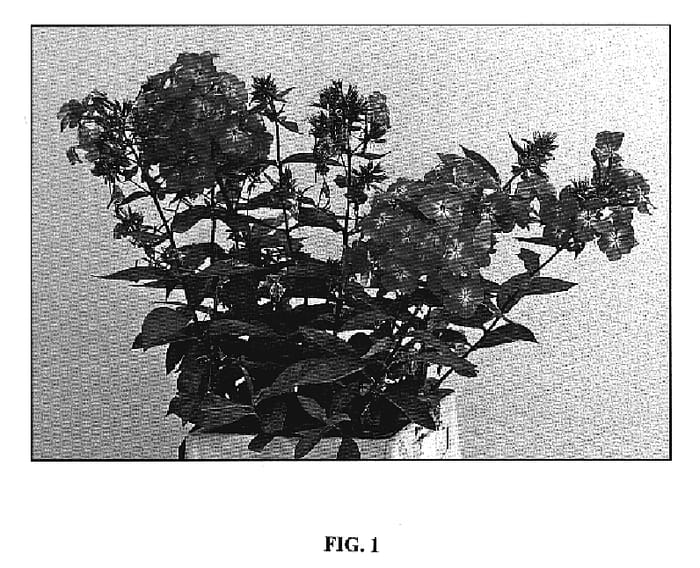 Figure 1 of US plant patent PP19610, the photograph of Watermelon Punch printed in the patent.