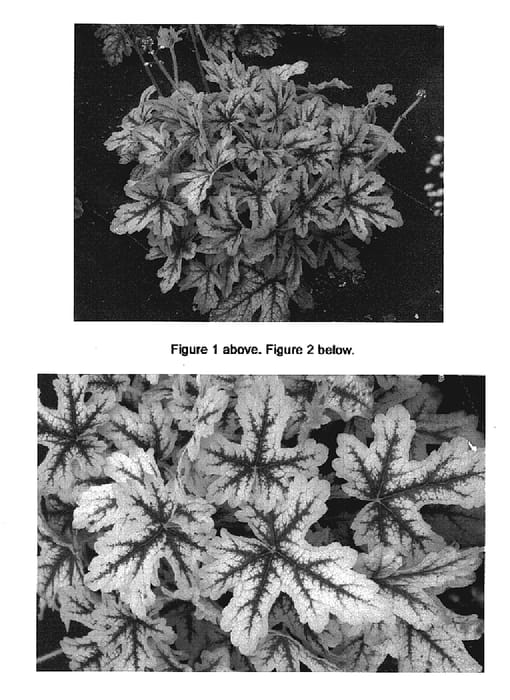 Figure 1 of US plant patent PP19611, the photograph of Alabama Sunrise printed in the patent.