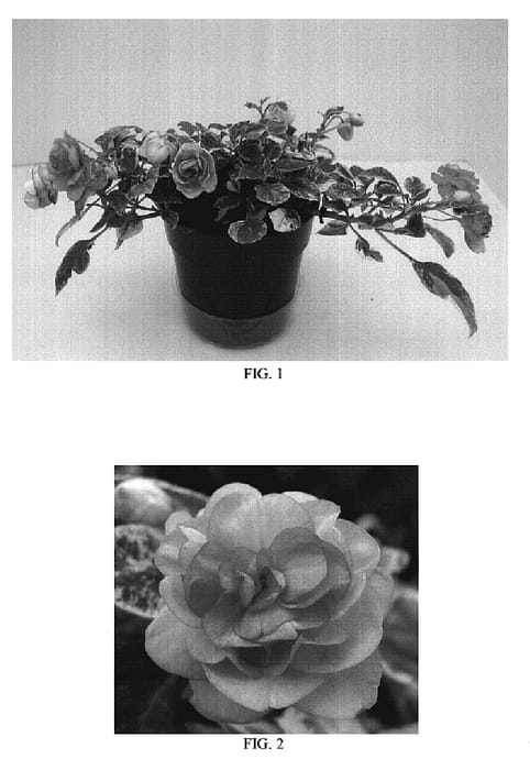 Figure 1 of US plant patent PP19612, the photograph of Balfiepro printed in the patent.