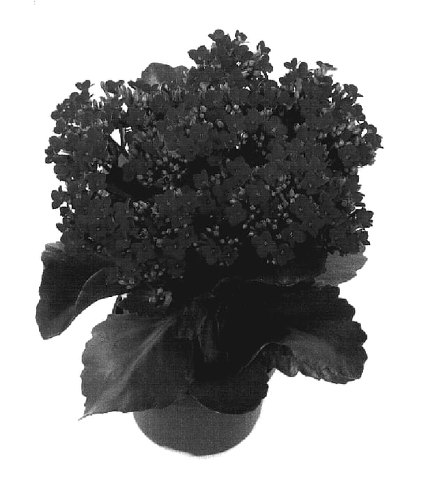 Figure 1 of US plant patent PP19613, the photograph of Kaluna printed in the patent.