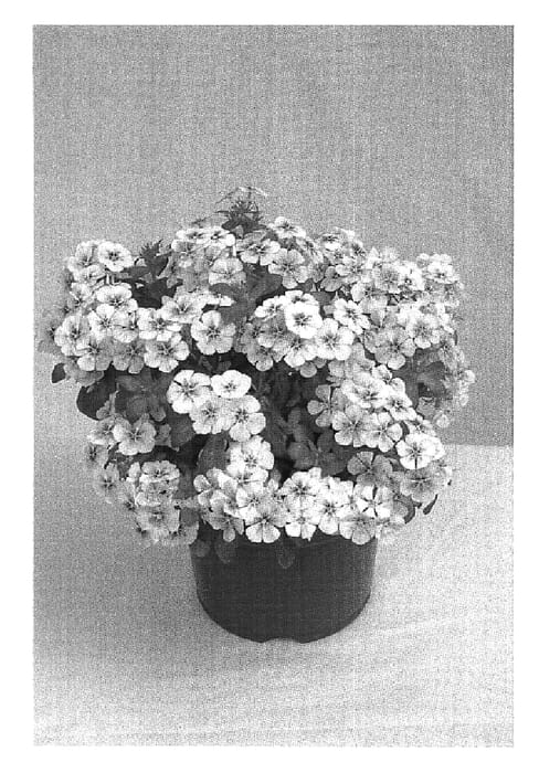 Figure 1 of US plant patent PP19614, the photograph of Wesposky printed in the patent.