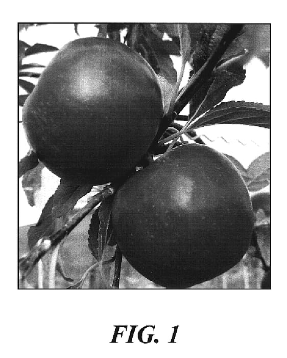 Figure 1 of US plant patent PP19615, the photograph of Milwa printed in the patent.