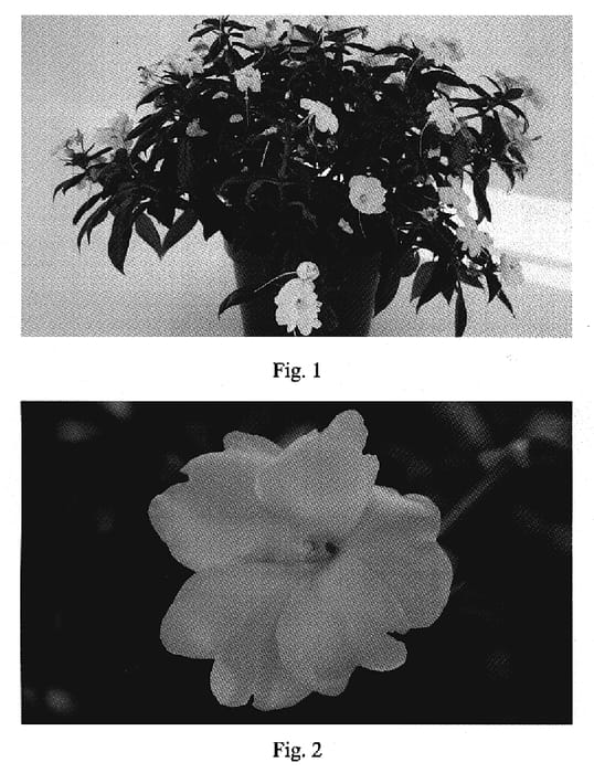 Figure 1 of US plant patent PP19616, the photograph of SAKIMP010 printed in the patent.
