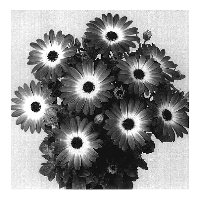 Figure 1 of US plant patent PP19617, the photograph of Duetipichar printed in the patent.