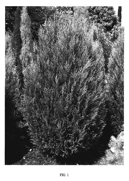 Figure 1 of US plant patent PP19618, the photograph of RECO printed in the patent.