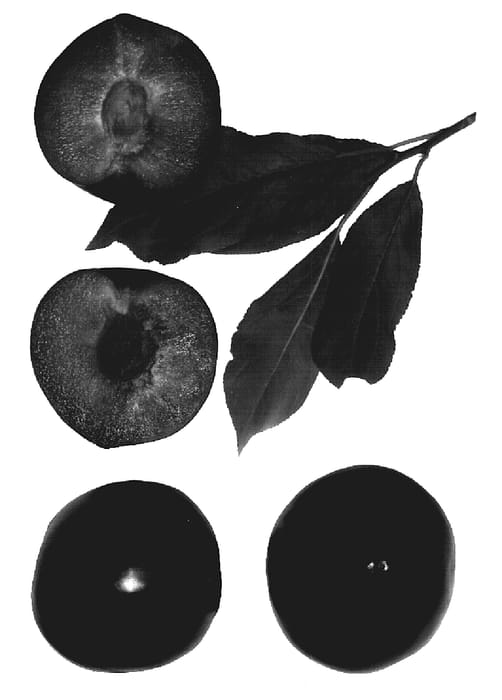 Figure 1 of US plant patent PP19619, the photograph of Ruby Kat printed in the patent.
