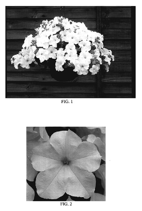 Figure 1 of US plant patent PP19620, the photograph of Kerwhifan printed in the patent.