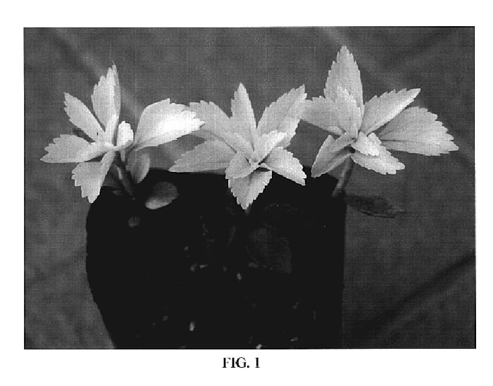 Figure 1 of US plant patent PP19621, the photograph of Hakurei printed in the patent.