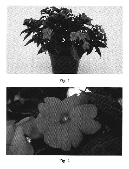 Figure 1 of US plant patent PP19622, the photograph of SAKIMPOO9 printed in the patent.