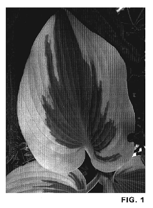 Figure 1 of US plant patent PP19623, the photograph of Blue Ivory printed in the patent.