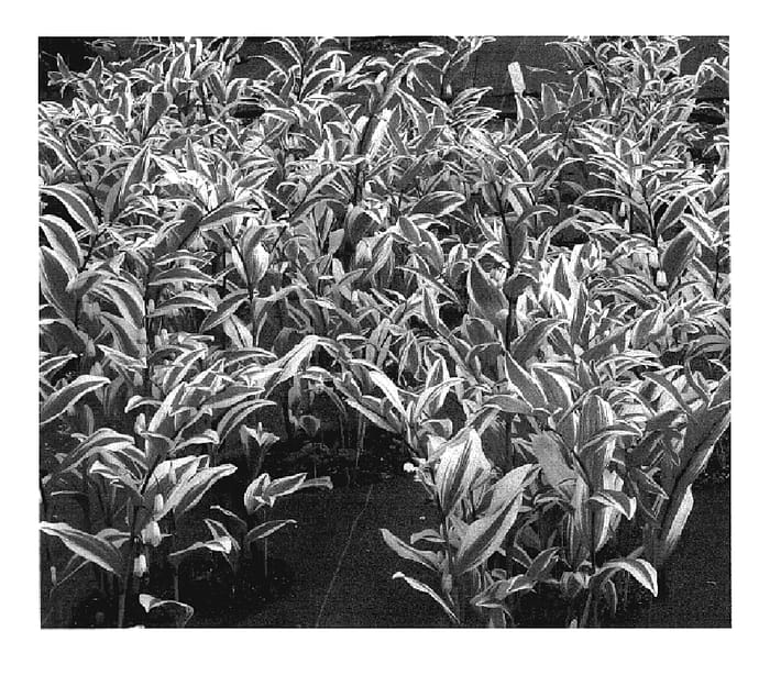 Figure 1 of US plant patent PP19624, the photograph of Double Stuff printed in the patent.