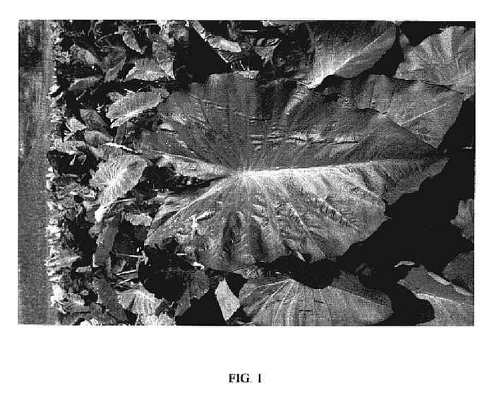 Figure 1 of US plant patent PP19625, the photograph of MAUI MAGIC printed in the patent.
