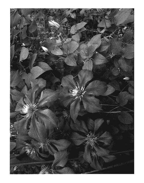 Figure 1 of US plant patent PP19627, the photograph of American Beauty printed in the patent.