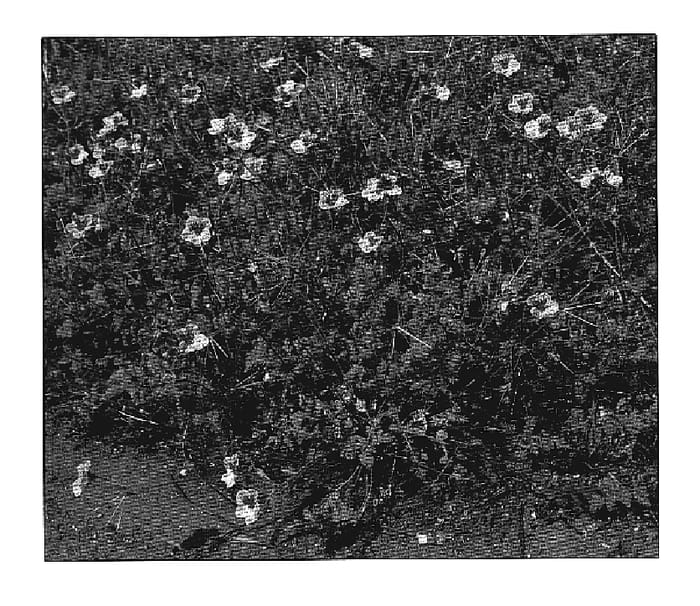 Figure 1 of US plant patent PP19628, the photograph of Freedom printed in the patent.