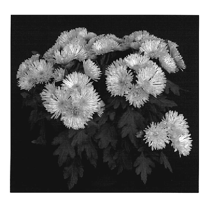 Figure 1 of US plant patent PP19629, the photograph of Yogreen Valley printed in the patent.