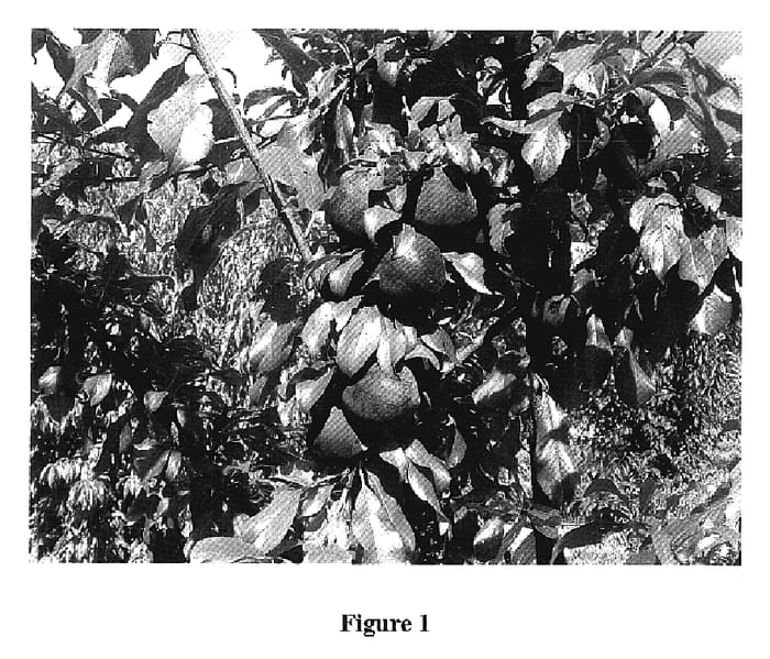 Figure 1 of US plant patent PP19630, the photograph of Queen Garnet printed in the patent.