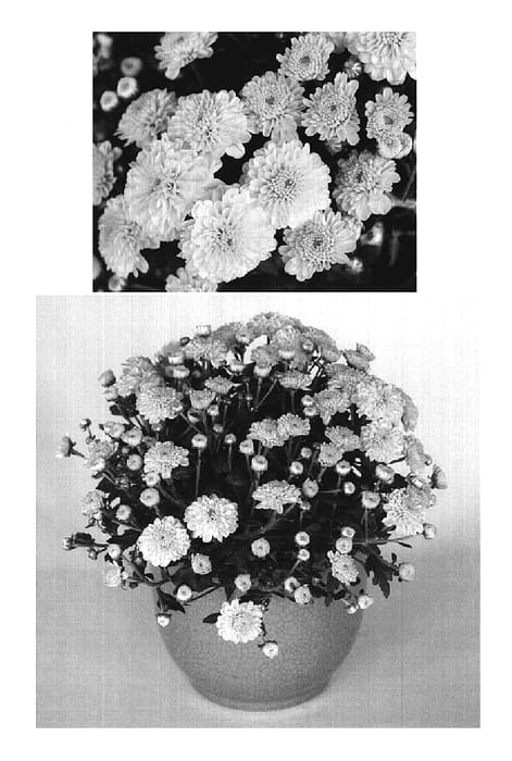 Figure 1 of US plant patent PP19631, the photograph of Yogigi Gold printed in the patent.