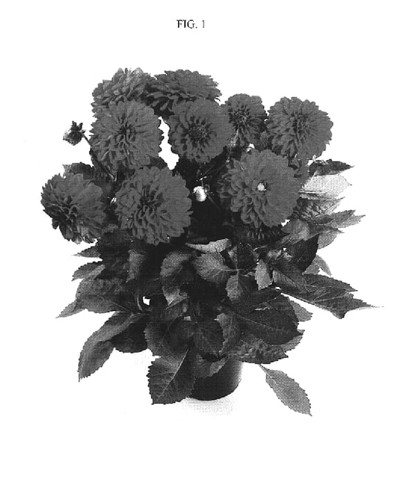 Figure 1 of US plant patent PP19632, the photograph of DA12 printed in the patent.