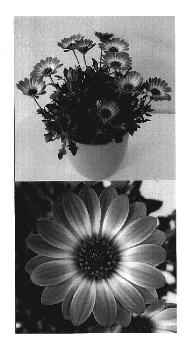 Figure 1 of US plant patent PP19633, the photograph of Sunny Xena printed in the patent.