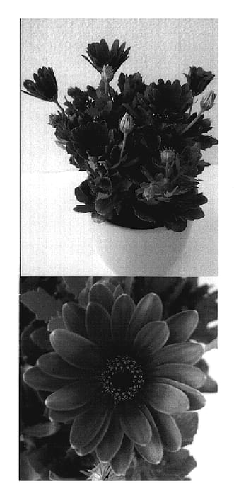 Figure 1 of US plant patent PP19634, the photograph of Sunny Xandra printed in the patent.