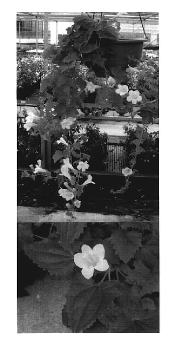 Figure 1 of US plant patent PP19635, the photograph of Sunasashiro printed in the patent.