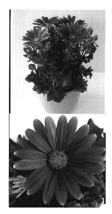 Figure 1 of US plant patent PP19636, the photograph of Sunny Xita printed in the patent.
