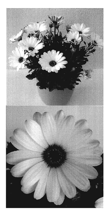 Figure 1 of US plant patent PP19637, the photograph of Sunny Carlos printed in the patent.