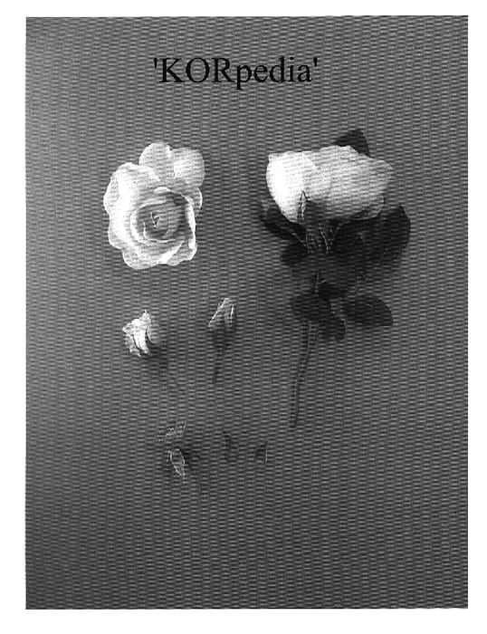 Figure 1 of US plant patent PP19638, the photograph of KORpedia printed in the patent.