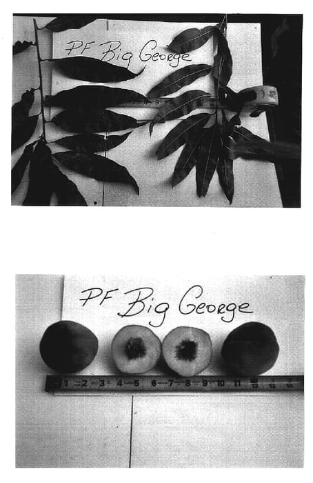 Figure 1 of US plant patent PP19639, the photograph of P.F. Big George printed in the patent.