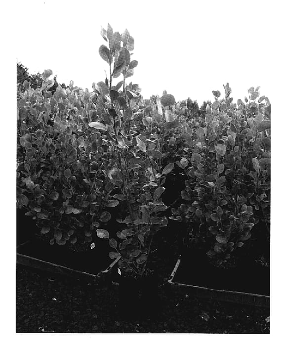 Figure 1 of US plant patent PP19640, the photograph of Green Hedgemaster printed in the patent.