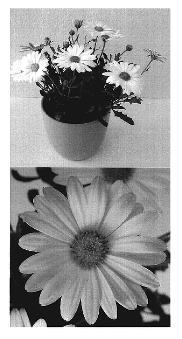 Figure 1 of US plant patent PP19641, the photograph of Sunny Christian printed in the patent.
