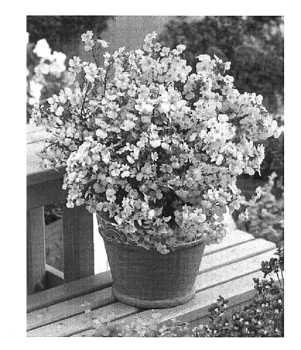 Figure 1 of US plant patent PP19642, the photograph of Wesnepa printed in the patent.