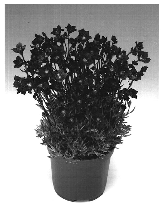 Figure 1 of US plant patent PP19643, the photograph of Rockred printed in the patent.