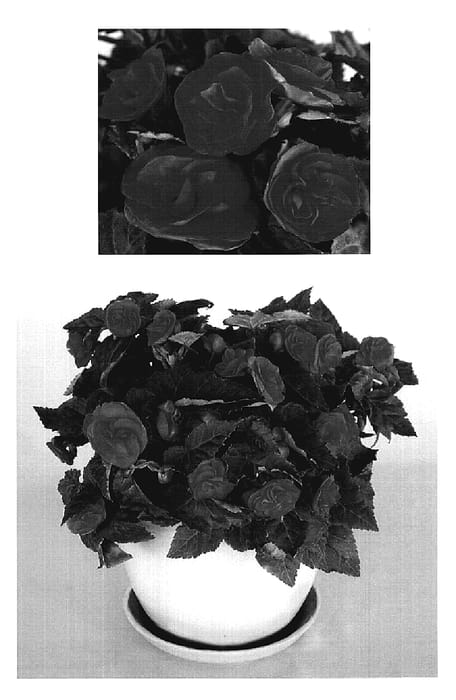 Figure 1 of US plant patent PP19644, the photograph of BEGO 539 printed in the patent.