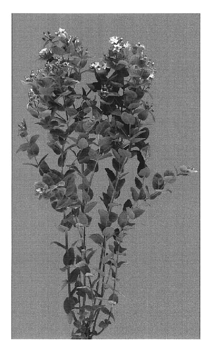 Figure 1 of US plant patent PP19645, the photograph of Esm Española printed in the patent.