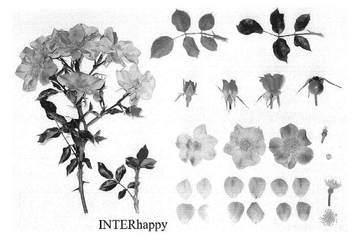 Figure 1 of US plant patent PP19646, the photograph of INTERhappy printed in the patent.