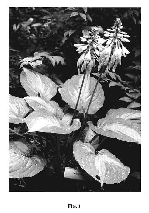Figure 1 of US plant patent PP19647, the photograph of Roy Klehm printed in the patent.