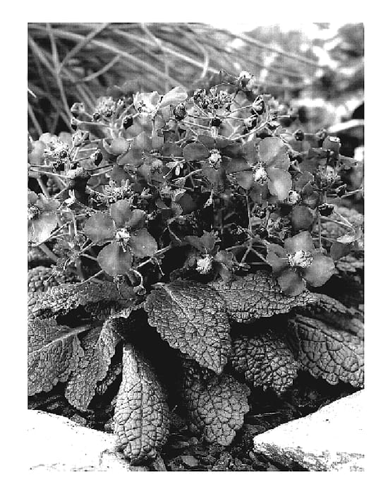 Figure 1 of US plant patent PP19648, the photograph of Flower of Scotland printed in the patent.