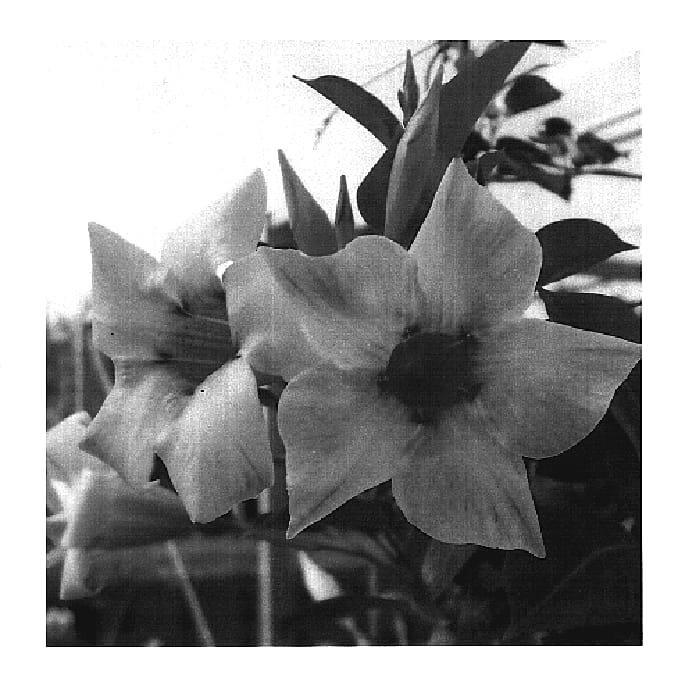 Figure 1 of US plant patent PP19649, the photograph of Sunparapibra printed in the patent.