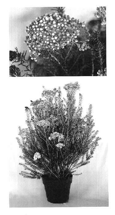 Figure 1 of US plant patent PP19650, the photograph of 40-24 printed in the patent.