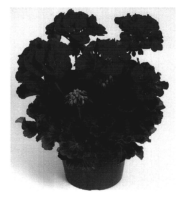 Figure 1 of US plant patent PP19651, the photograph of Duemelro printed in the patent.