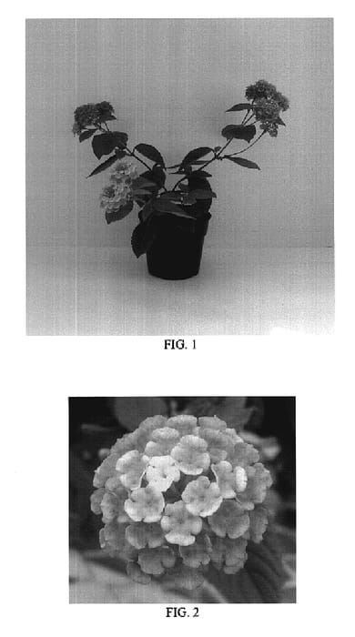 Figure 1 of US plant patent PP19652, the photograph of Balandcit printed in the patent.
