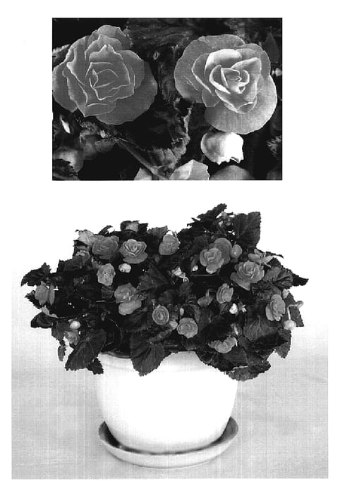 Figure 1 of US plant patent PP19653, the photograph of BEGO 520 printed in the patent.
