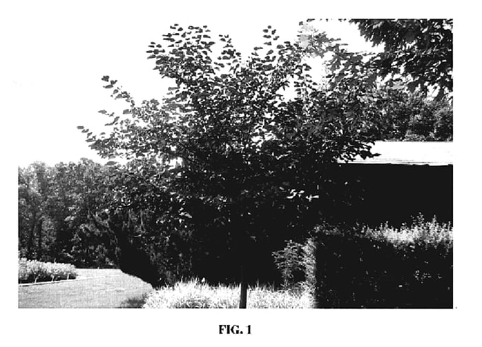 Figure 1 of US plant patent PP19654, the photograph of Greswan printed in the patent.