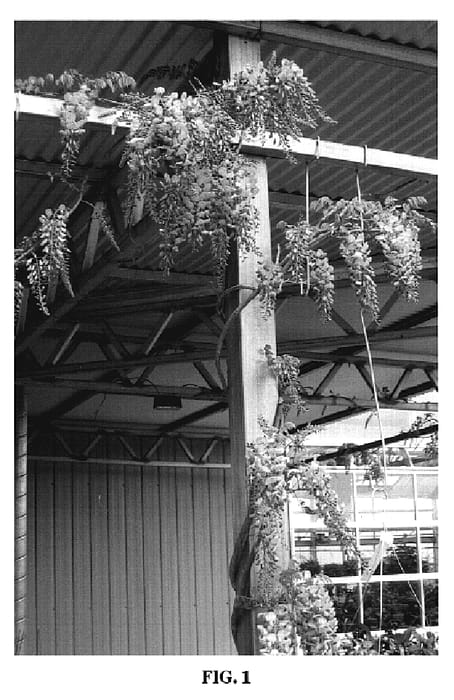 Figure 1 of US plant patent PP19655, the photograph of Betty Tam printed in the patent.