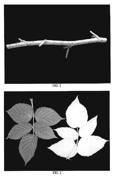 Figure 1 of US plant patent PP19656, the photograph of DrisRaspOne printed in the patent.