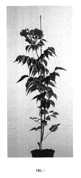 Figure 1 of US plant patent PP19657, the photograph of Tarantella printed in the patent.