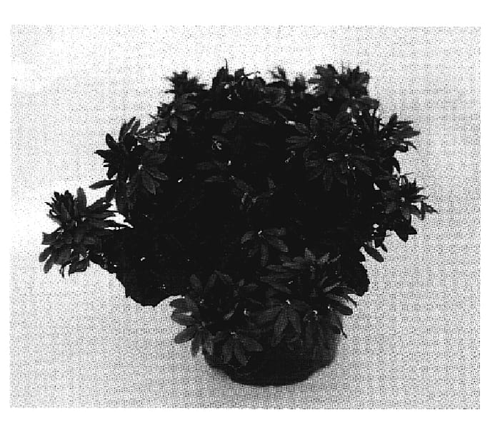 Figure 1 of US plant patent PP19658, the photograph of Wesscaetob printed in the patent.