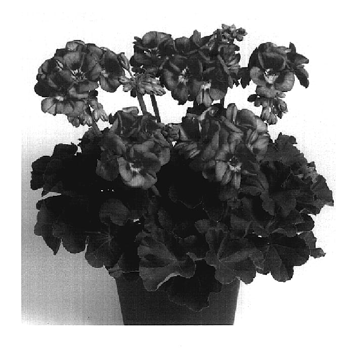 Figure 1 of US plant patent PP19659, the photograph of Dueline printed in the patent.